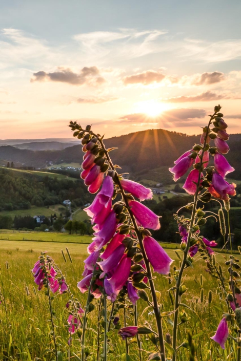 Sommerzeit im Sauerland